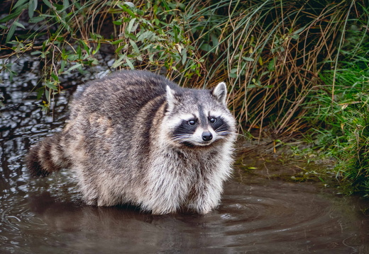 racoon 526 -2