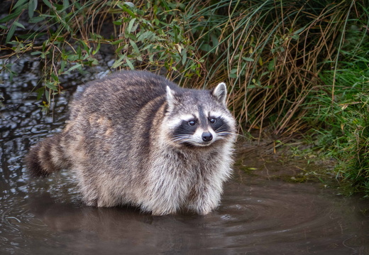 racoon 526 norm-3