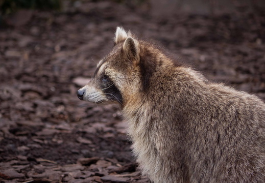 racoon 512 norm-2